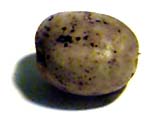 small potato photo